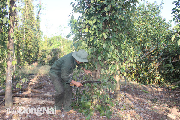 Nông dân tại xã Hàng Gòn (TP.Long Khánh) chặt bỏ cây tiêu vì cho lợi nhuận thấp