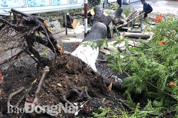 Công nhân Công ty cổ phần môi trường đô thị Biên Hòa tiến hành cắt dọn cây phượng bị gãy đổ