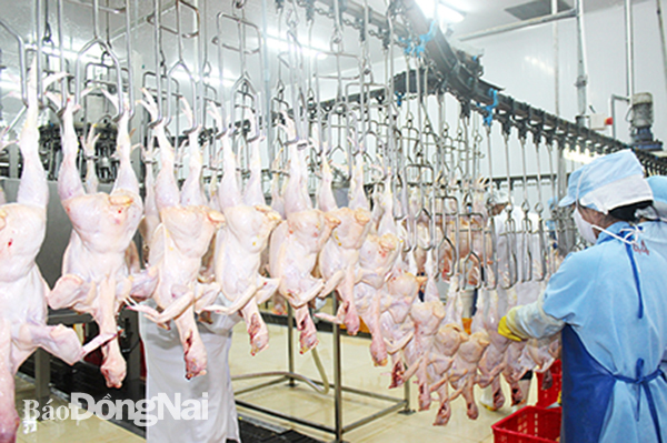 Sơ chế gà xuất khẩu sang thị trường Nhật Bản tại Công ty TNHH Koyu & Unitex (TP.Biên Hòa). Ảnh: B.Nguyên