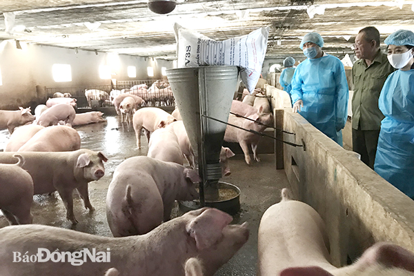 Giá heo hơi trong nước giảm mạnh nhờ nguồn nhập khẩu heo sống