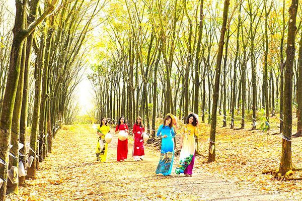 Cao su mùa lá rụng. Ảnh: Đoàn Ngọc Ẩn (Long Khánh)