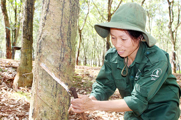 Công nhân khai thác mủ cao su. Ảnh: H.Lộc