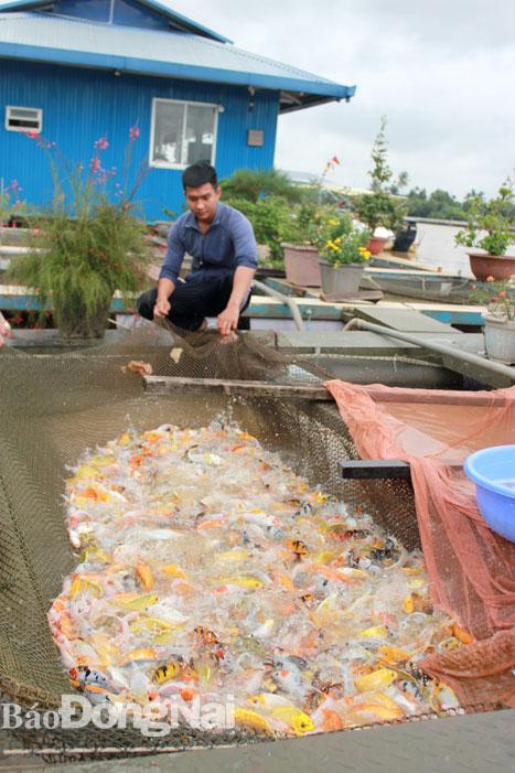 TP.Biên Hòa tập trung phát triển nông nghiệp đô thị. Trong ảnh: Mô hình nuôi cá cảnh cho lợi nhuận cao tại làng bè P.Hiệp Hòa, TP.Biên Hòa