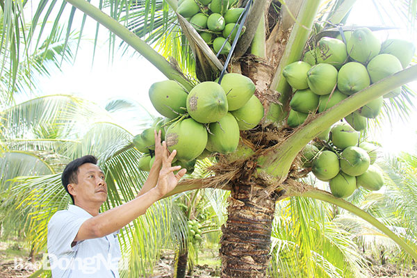 Mô hình trồng dừa xiêm lùn mang lại hiệu quả kinh tế cao tại xã Phú Thịnh (H.Tân Phú). Ảnh: Hải Quân