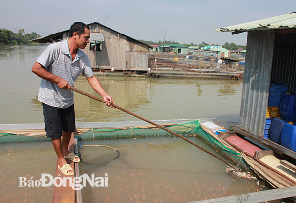 Cá giống mới thả cũng có hiện tượng chết bất thường. Ảnh: B.Nguyên