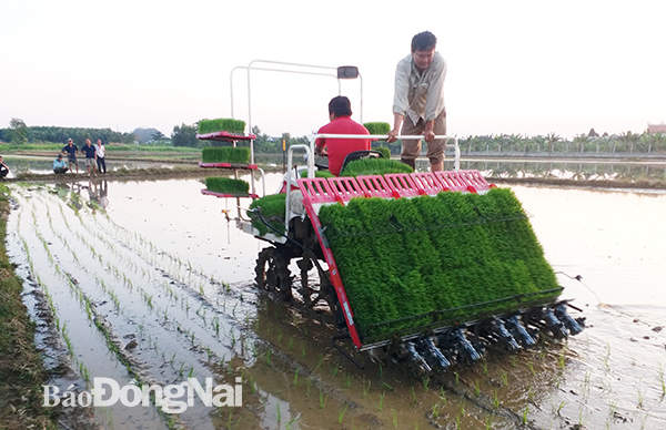 Máy cấy lúa được đưa vào sử dụng, nâng cao năng suất cây lúa