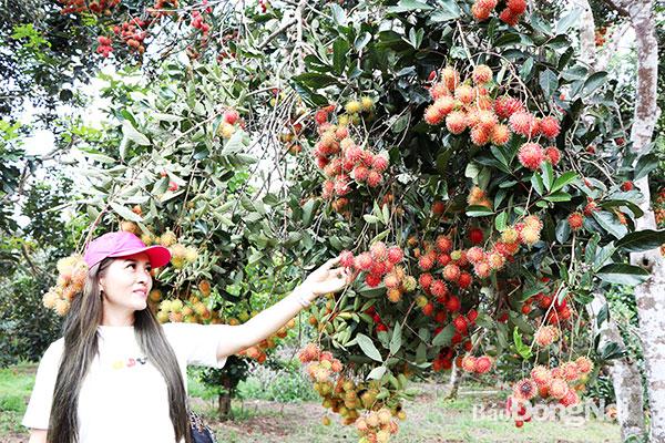 Vườn trái cây kiểu mẫu của nông dân xã Bình Lộc (TP.Long Khánh) đưa vào khai thác du lịch. Ảnh: B.Nguyên