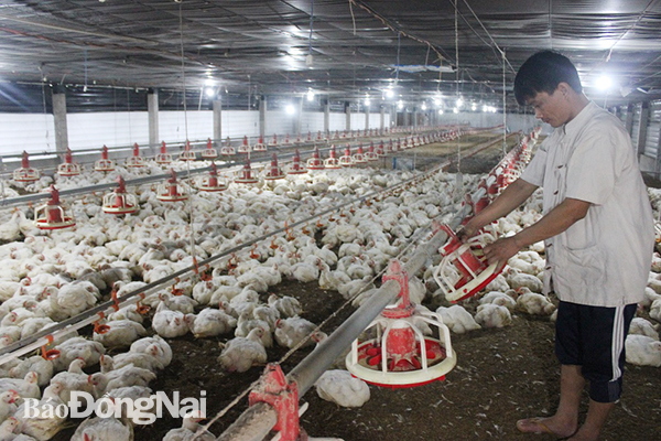 Trại nuôi gà công nghiệp tại H.Long Thành. Ảnh:B.Nguyên