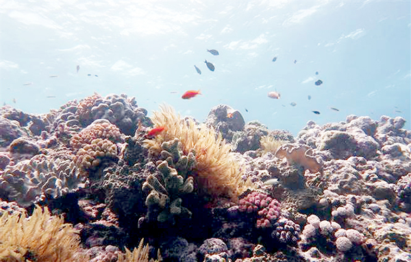 Một phần của rạn san hô Great Barrier bị tẩy trắng ngày 14-10-2020. Ảnh: AFP/TTXVN