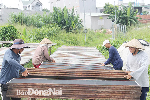 Các thợ làm miến ở khu vực Kẻ Sặt (P.Tân Biên, TP.Biên Hòa) thu miến sau khi đã phơi khô. Ảnh: Ban Mai