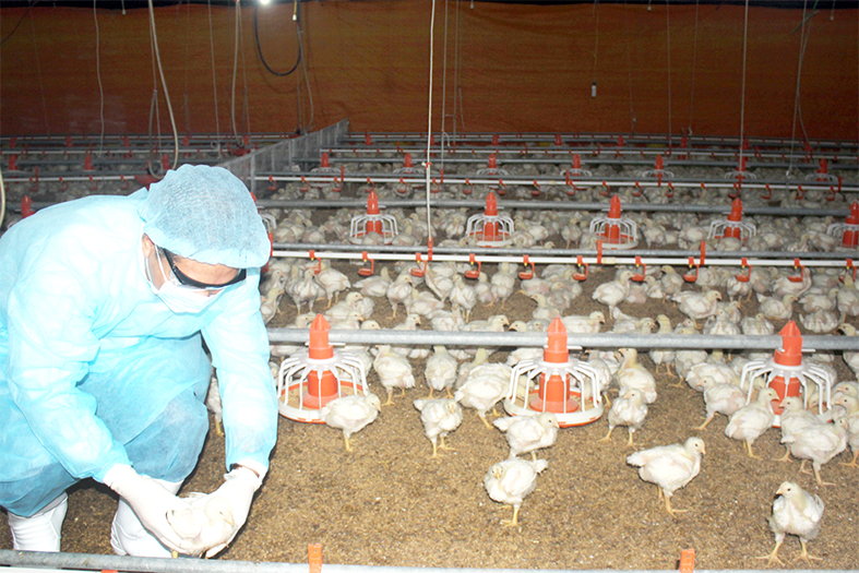 Một trang trại nuôi gà tham gia chuỗi liên kết nuôi gà xuất khẩu vào thị trường Nhật Bản tại H.Tân Phú    Ảnh: Lê Quyên