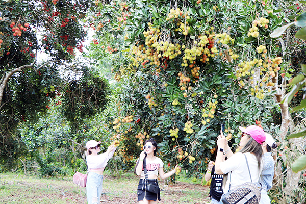 Du khách thích thú về tham quan, thưởng thức trái ngon tại nhà vườn của nông dân xã Bình Lộc (TP. Long Khánh). Ảnh: B.Nguyên