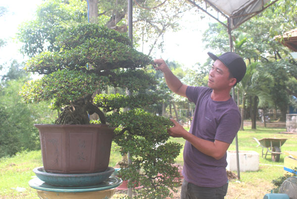 Anh Lâm Trung Nghĩa bên chậu bonsai có giá 350 triệu đồng trưng bày tại Chợ phiên sinh vật cảnh Trấn Biên lần thứ 10-2020