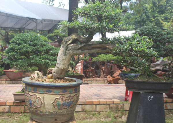 Một số tác phẩm bonsai, cây cảnh của anh Lâm Trung Nghĩa