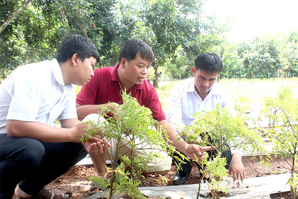 Anh Nguyễn Văn Hiếu (giữa) chia sẻ về kỹ thuật trồng và chăm sóc cây đinh lăng Ảnh: Nga Sơn