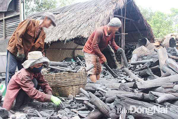 Nghề làm than ở khu Trại phong Bình Minh dần bị xóa sổ theo quy hoạch. Ảnh: Hoàng Lộc