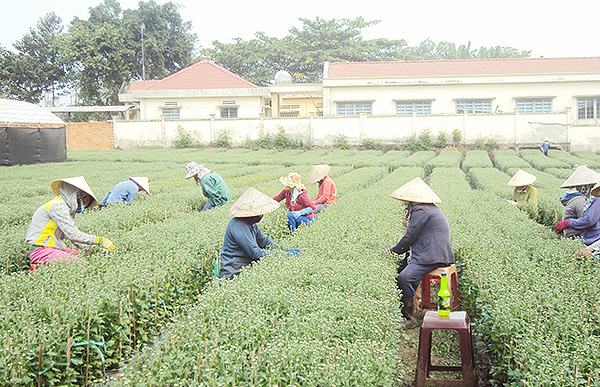 Người dân chăm sóc hoa Tết tại xã Quang Trung (H.Thống Nhất)