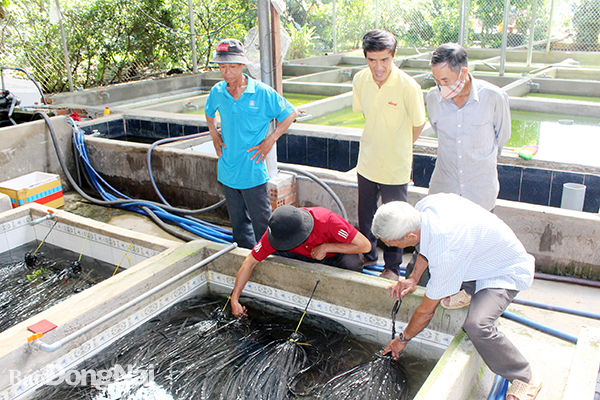  Hội viên Hội nông dân tham quan mô hình nuôi lươn không bùn tại xã Trung Hòa. Ảnh: L.An