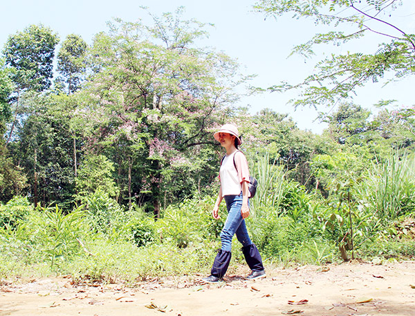 Hoa muồng đào thường nở rộ vào khoảng tháng 5-6 hằng năm tại Vườn quốc gia Cát Tiên (H.Tân Phú). Ảnh: Hải Quân