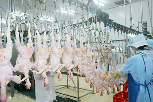 Dây chuyền giết mổ gà hiện đại tại Công ty TNHH Koyu & Unitek (Khu công nghiệp Loteco, TP.Biên Hòa)