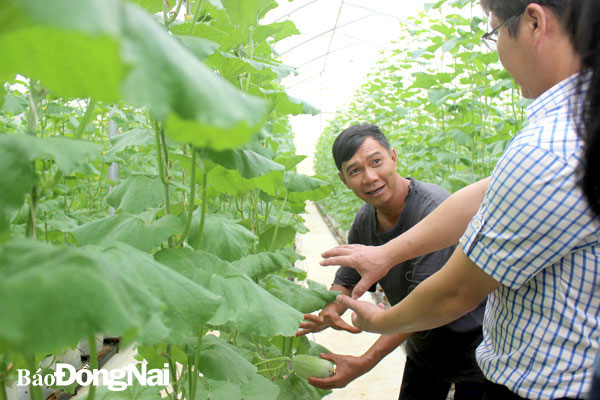 Ở Việt Nam trồng được rất nhiều loại rau quả. Trong ảnh: Vườn dưa lưới trồng trong nhà màng. Ảnh: B.Nguyên