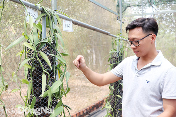Anh Phạm Thái Vương Nam (P.Xuân Hòa, TP.Long Khánh) đang thụ phấn cho hoa vani. Ảnh: Hải Yến