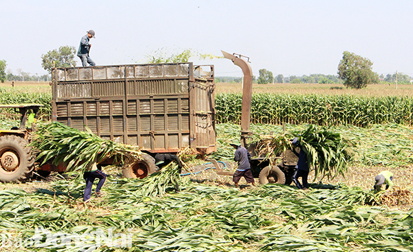 Nông dân ấp Đông Minh, xã Lang Minh thu hoạch cây bắp. Ảnh: H.Lộc