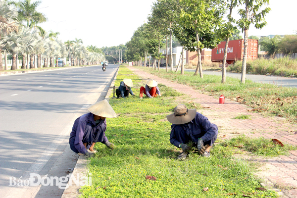 Công nhân chăm sóc mảng xanh ven đường tại Khu công nghiệp Tam Phước (TP.Biên Hòa)