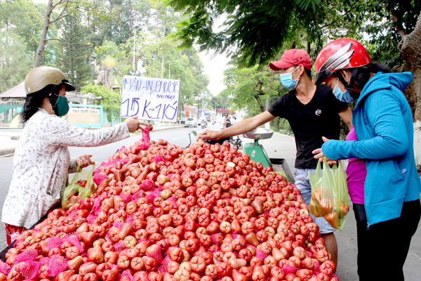 Người tiêu dùng chọn mua mận An Phước. Ảnh: H.Lộc