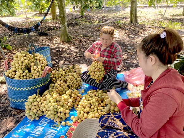 Thu hoạch dâu da tại xã Tam An, H.Long Thành