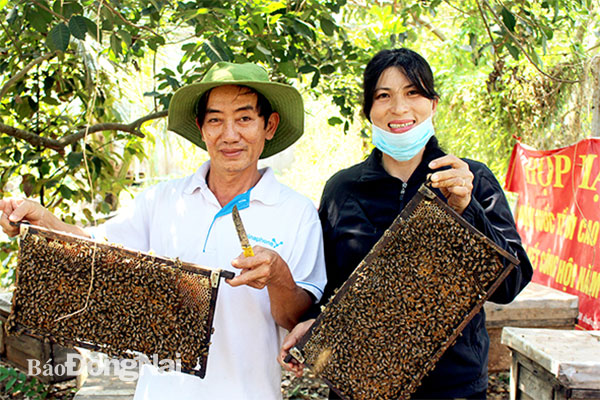 Nuôi ong tại Cơ sở Mật ong Minh Đào (TP.Long Khánh). Ảnh: Lê An