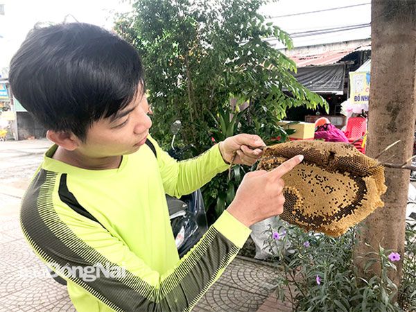 Một người đi khai thác ong ruồi tự nhiên tại H.Long Thành. Ảnh: Lê An