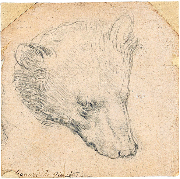 Tác phẩm  Head of a Bear của họa sĩ huyền thoại Leonardo da Vinci