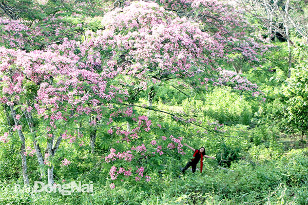 Khu vực có nhiều hoa đào Cát Tiên nở rộ nhất chỉ cách văn phòng trung tâm của Vườn quốc gia Cát Tiên khoảng 5km