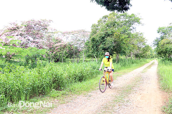 Vào những ngày đầu tháng 5-2021, du khách đi ngắm hoa bằng xe đạp hoặc xe ô tô, thuê từ khu dịch vụ tại Văn phòng Vườn quốc gia Cát Tiên