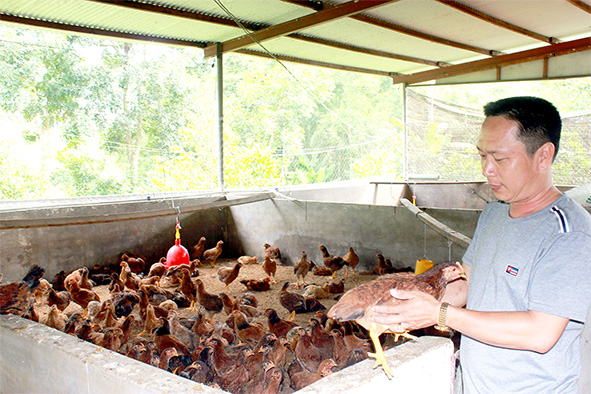 Hộ chăn nuôi gà thịt tại xã Nhân Nghĩa, H.Cẩm Mỹ