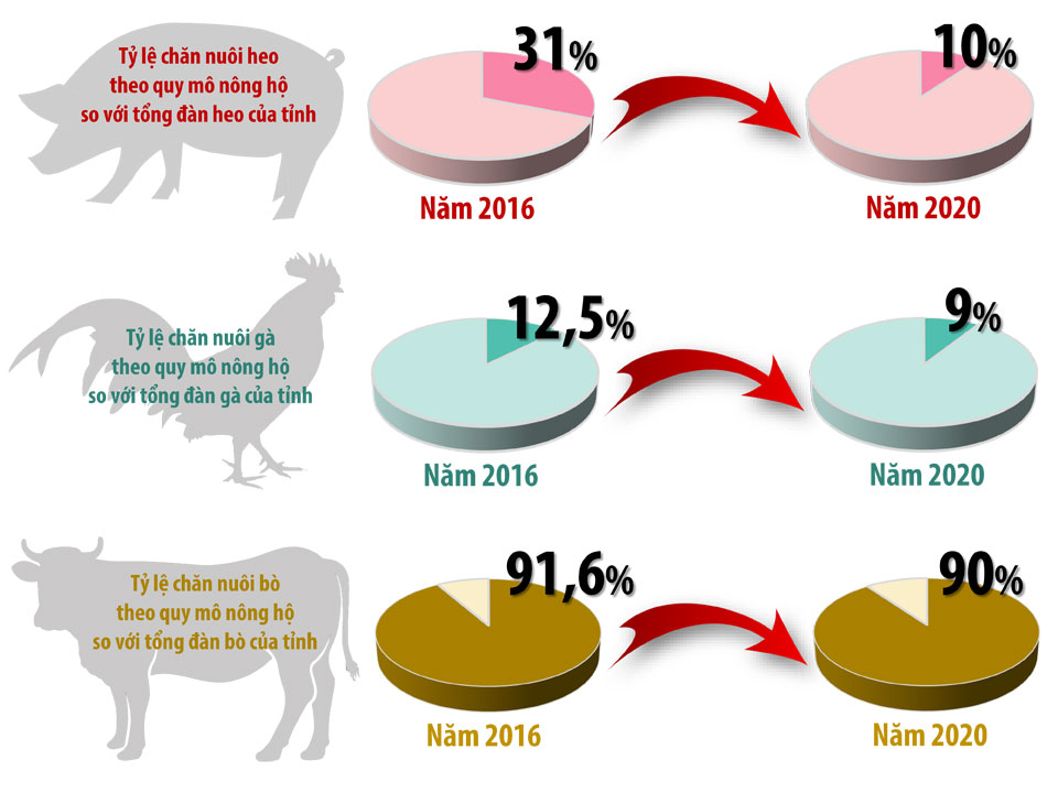 Đồ họa thể hiện tỷ lệ chăn nuôi nông hộ so với tổng đàn của một số loại vật nuôi trong tỉnh giai đoạn 2016-2020. (Thông tin: Bình Nguyên - Đồ họa: Hải Quân)