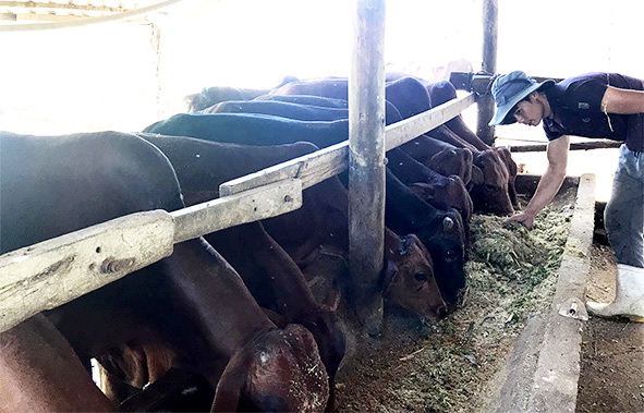 Nhiều hộ nông dân tại H.Xuân Lộc phát triển chăn nuôi bò mang lại thu nhập tốt. Ảnh: B.Nguyên
