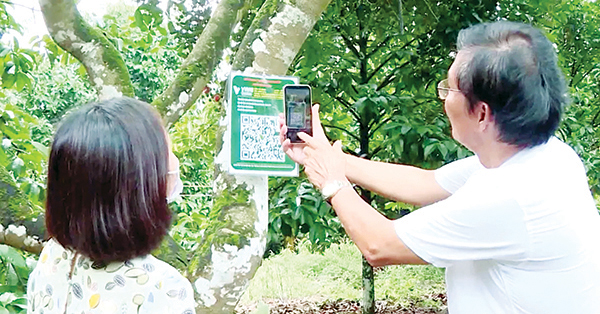 Đề án số hóa cây chôm chôm Long Khánh thực hiện tại vườn của ông Lâm Phi Hùng ở xã Bình Lộc. Ảnh: Duy Tân