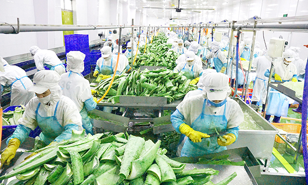 Sản xuất chế biến nông sản xuất khẩu tại Công ty CP Thực phẩm GC ở Khu công nghiệp Giang Điền (H.Trảng Bom). Ảnh: Hương Giang