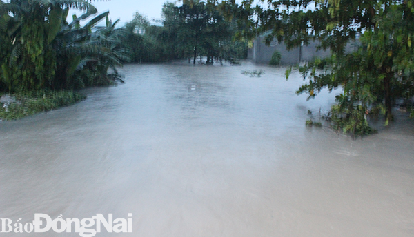 Suối săn Máu đoạn qua khu phố 4C phường Trảng Dài nước đổ về gây ngập nhiều nhà dân ven suối