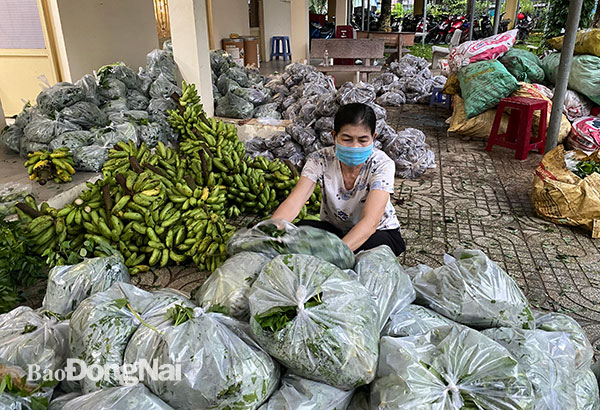 Một người dân tình nguyện phân loại và đóng gói các loại rau của quả phát cho công nhân
