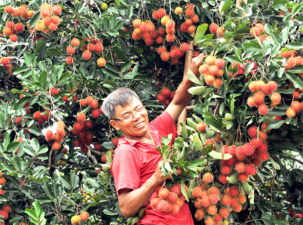 Thu hoạch chôm chôm. Ảnh: Phương Hiền