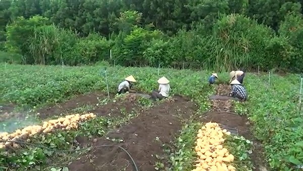 Huyện Cẩm Mỹ đẩy mạnh tiêu thụ nông sản sau giãn cách