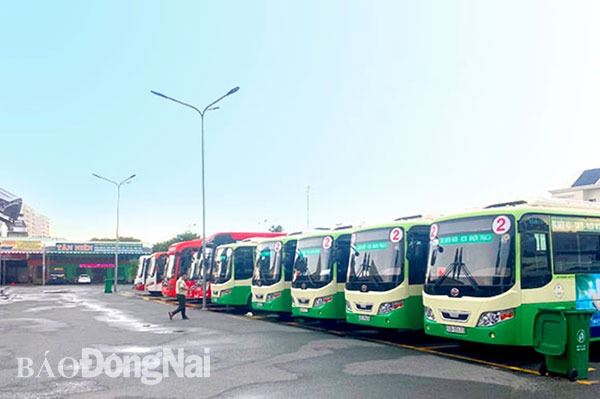 Hàng loạt xe buýt, xe vận tải hành khách nằm tại bến xe Biên Hòa từ nhiều tháng nay. Ảnh: N.Liên