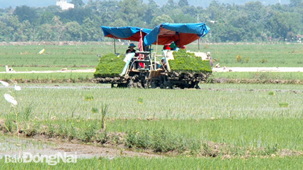 Nông dân xã Phú Bình tổ chức gieo cấy lại sau khi nước lũ rút xuống