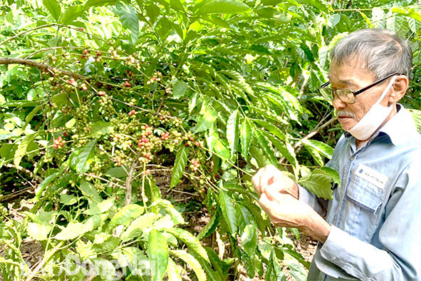 Nông dân trồng cà phê tại xã Tà Lài, H.Tân Phú thu hoạch cà phê. Ảnh: B.Nguyên