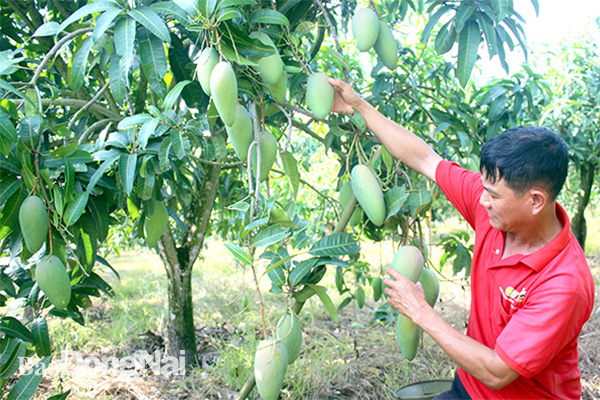 Xoài Đài Loan đang bán được giá vì nguồn cung cho thị trường xuất khẩu còn nhỏ giọt. Trong ảnh: Vườn xoài tại xã Xuân Bắc, H.Xuân Lộc