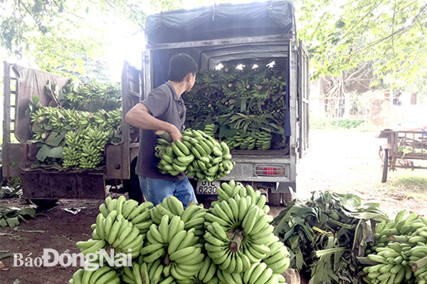 Chuối già xuất khẩu hiện đang bán được giá cao do chưa rộ vụ thu hoạch. Trong ảnh: Vựa thu mua chuối tại xã Thanh Bình, H.Trảng Bom