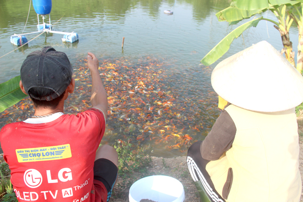 Với 7 ao nuôi, tổng diện tích hơn 2ha, vợ chồng anh Trần Văn Hậu (ngụ ấp Sông Mây, xã Bắc Sơn) dự kiến năm nay sẽ xuất ra thị trường hơn 2 tấn cá chép để nuôi cảnh và phục vụ dịp lễ cúng ông Công, ông Táo